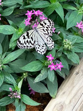 ナゴパイナップルパークに投稿された画像（2024/2/21）