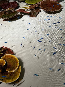 DMMかりゆし水族館に投稿された画像（2024/2/21）