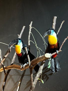 DMMかりゆし水族館に投稿された画像（2024/2/21）