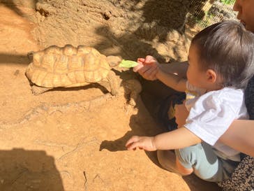 美らヤシパークオキナワ・東南植物楽園に投稿された画像（2024/2/21）