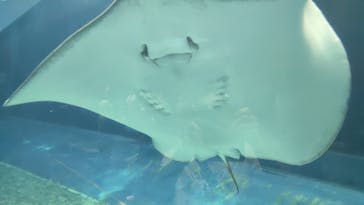 沖縄美ら海水族館に投稿された画像（2024/2/21）