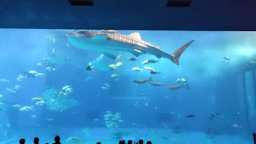 沖縄美ら海水族館に投稿された画像（2024/2/21）