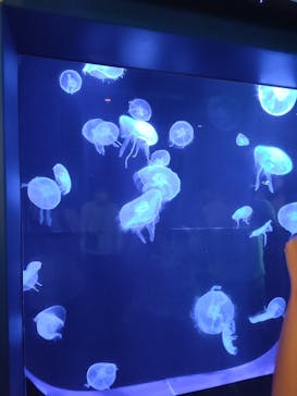 沖縄美ら海水族館に投稿された画像（2024/2/21）