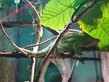 カワスイ 川崎⽔族館に投稿された画像（2024/2/21）