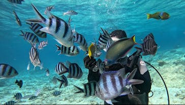 青の洞窟専門店　沖縄ダイビングショップ和に投稿された画像（2024/2/21）