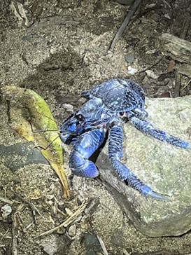 石垣島 ADVENTURE PiPi（イシガキジマアドベンチャーピピ）に投稿された画像（2024/2/21）