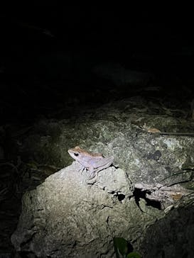 石垣島 ADVENTURE PiPi（イシガキジマアドベンチャーピピ）に投稿された画像（2024/2/21）