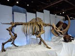特別展「化石ハンター展 ～ゴビ砂漠の恐竜とヒマラヤの超大型獣～」＠名古屋に投稿された画像（2024/2/21）