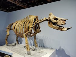 特別展「化石ハンター展 ～ゴビ砂漠の恐竜とヒマラヤの超大型獣～」＠名古屋に投稿された画像（2024/2/21）