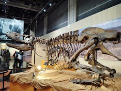 特別展「化石ハンター展 ～ゴビ砂漠の恐竜とヒマラヤの超大型獣～」＠名古屋に投稿された画像（2024/2/21）