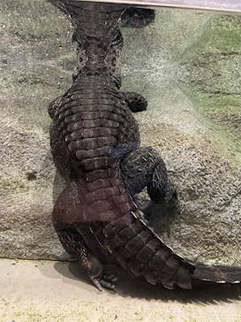 DMMかりゆし水族館に投稿された画像（2024/2/21）