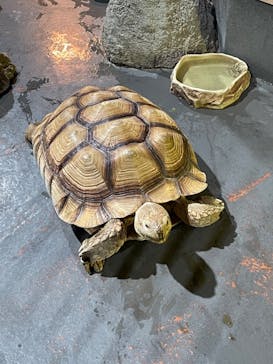 DMMかりゆし水族館に投稿された画像（2024/2/21）