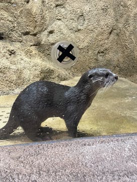 DMMかりゆし水族館に投稿された画像（2024/2/21）