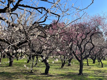 偕楽園本園に投稿された画像（2024/2/21）