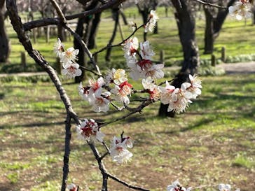偕楽園本園に投稿された画像（2024/2/21）