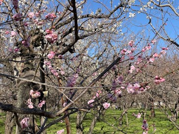 偕楽園本園に投稿された画像（2024/2/21）