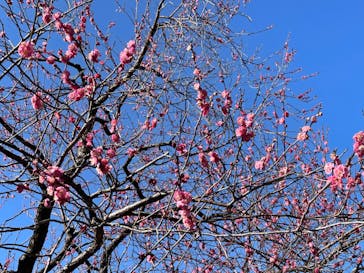 偕楽園本園に投稿された画像（2024/2/21）