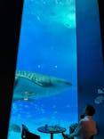沖縄美ら海水族館に投稿された画像（2024/2/22）