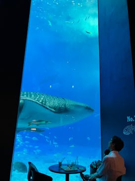 沖縄美ら海水族館に投稿された画像（2024/2/22）
