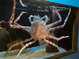サンシャイン水族館に投稿された画像（2024/2/22）