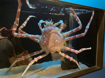 サンシャイン水族館に投稿された画像（2024/2/22）