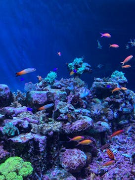 サンシャイン水族館に投稿された画像（2024/2/22）