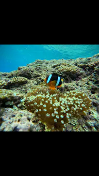 武藤潜水に投稿された画像（2024/2/22）