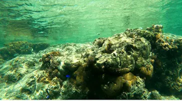 武藤潜水に投稿された画像（2024/2/22）