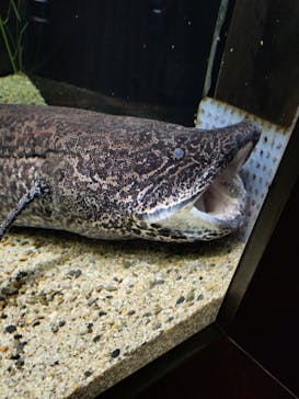 カワスイ 川崎⽔族館に投稿された画像（2024/2/22）