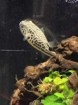 カワスイ 川崎⽔族館に投稿された画像（2024/2/22）