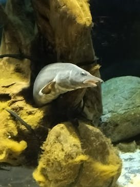 カワスイ 川崎⽔族館に投稿された画像（2024/2/22）