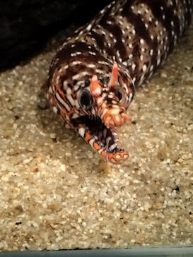 カワスイ 川崎⽔族館に投稿された画像（2024/2/22）