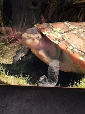 カワスイ 川崎⽔族館に投稿された画像（2024/2/22）