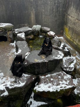 奥飛騨クマ牧場に投稿された画像（2024/2/22）