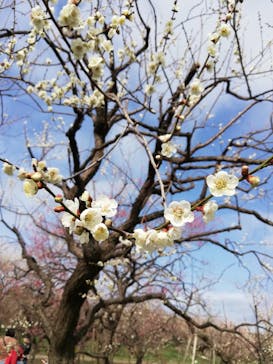 偕楽園本園に投稿された画像（2024/2/22）