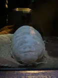 サンシャイン水族館に投稿された画像（2024/2/22）