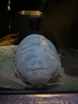 サンシャイン水族館に投稿された画像（2024/2/22）