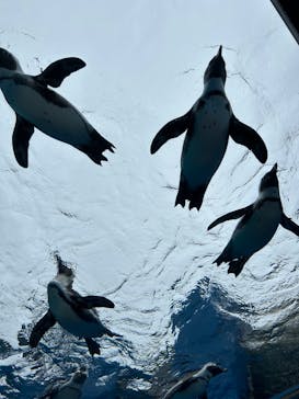 サンシャイン水族館に投稿された画像（2024/2/22）
