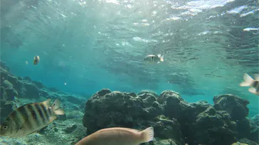 武藤潜水に投稿された画像（2024/2/22）