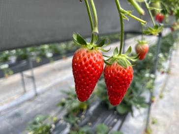 松阪農業公園ベルファームに投稿された画像（2024/2/22）