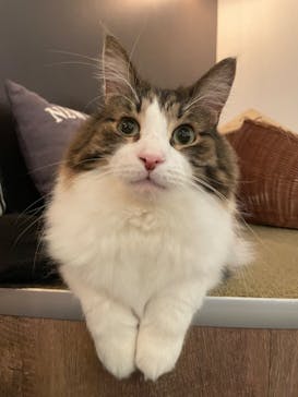 猫カフェモカ　池袋東口店に投稿された画像（2024/2/22）