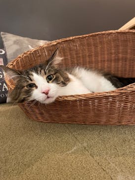 猫カフェモカ　池袋東口店に投稿された画像（2024/2/22）