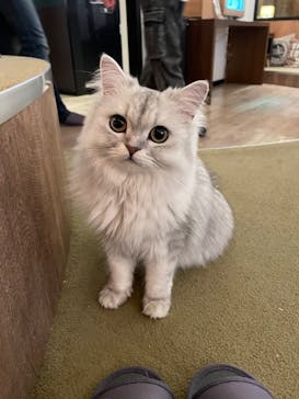 猫カフェモカ　池袋東口店に投稿された画像（2024/2/22）