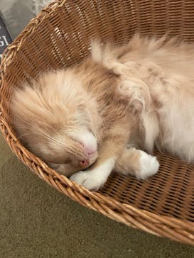 猫カフェモカ　池袋東口店に投稿された画像（2024/2/22）