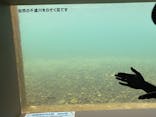 サケのふるさと 千歳水族館に投稿された画像（2024/2/22）