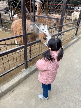 ANIMAL WONDER REZOURT 市原ぞうの国・サユリワールドに投稿された画像（2024/2/22）