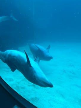 名古屋港水族館に投稿された画像（2024/2/22）