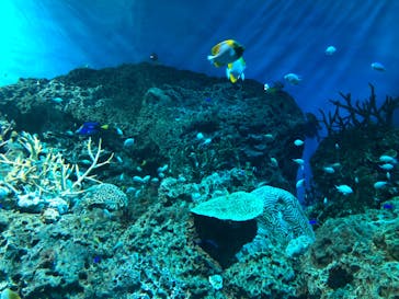 アクアワールド茨城県大洗水族館に投稿された画像（2024/2/22）