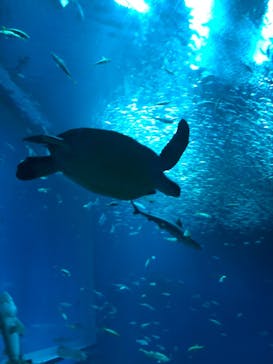 アクアワールド茨城県大洗水族館に投稿された画像（2024/2/22）