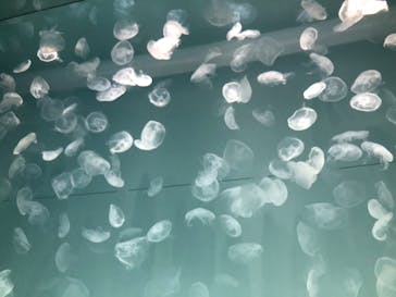 アクアワールド茨城県大洗水族館に投稿された画像（2024/2/22）